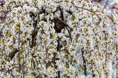 Baharda çiçek açan meyve ağaçları. Dallardaki çiçekler. Metin veya harf için bulanık arkaplan ve kopyalama alanı ile seçmeli odak.