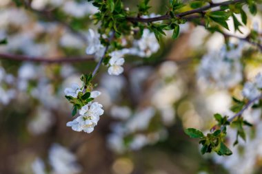 Bahar zamanı çiçek açan meyve ağaçları. Metin veya yazı için kopyalama alanı olan arkaplan