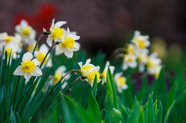 Şehir ortamında nergislerle çiçeklenmiş. Seçici odaklı arkaplan ve metin için alanı kopyala