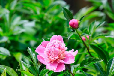 Şehir ortamında narin bir çiçekle çiçeklenmiş. Seçici odaklı arkaplan ve metin için alanı kopyala