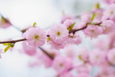 Bulanık arka planda seçici bir odak noktası olan çiçek açan sakura ağacı. Metin için odaklanmış arkaplan kopyalama alanı