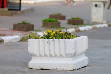 Şehir çevresinin dekoratif peyzajı için çiçek tarlaları. Seçici odaklı arkaplan ve metin veya yazıtlar için alanı kopyala