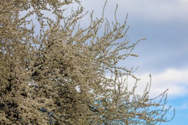 Baharda çiçek açan meyve ağaçları. Dallardaki çiçekler. Metin veya harf için bulanık arkaplan ve kopyalama alanı ile seçmeli odak.