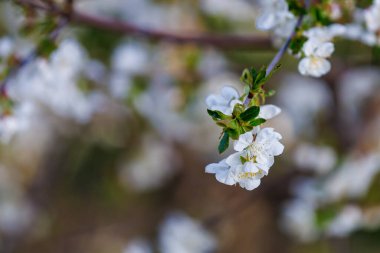 Bahar zamanı çiçek açan meyve ağaçları. Metin veya yazı için kopyalama alanı olan arkaplan