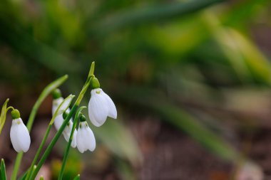 Bulanık bir arkaplan üzerine seçici odaklı ilk kar damlası çiçekleri.