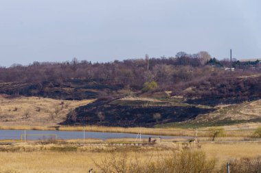 Yanmış sazlıklar. Yangının sonuçları. Kuraklık sırasında doğal yangınlar. Metin için kopyalama alanı olan arkaplan