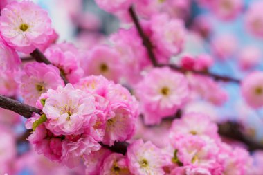 Bulanık arka planda seçici bir odak noktası olan çiçek açan sakura ağacı. Metin için odaklanmış arkaplan kopyalama alanı