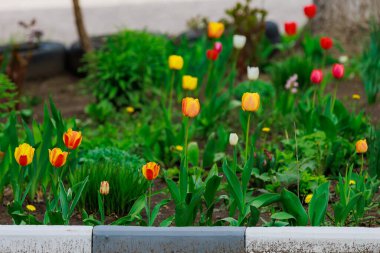 Şehir ortamında bir laleyle çiçeklenmiş. Seçici odaklı arkaplan ve metin için alanı kopyala