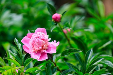 Şehir ortamında narin bir çiçekle çiçeklenmiş. Seçici odaklı arkaplan ve metin için alanı kopyala