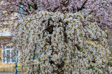 Baharda çiçek açan meyve ağaçları. Dallardaki çiçekler. Metin veya harf için bulanık arkaplan ve kopyalama alanı ile seçmeli odak.
