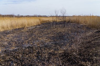Yanmış sazlıklar. Yangının sonuçları. Kuraklık sırasında doğal yangınlar. Metin için kopyalama alanı olan arkaplan