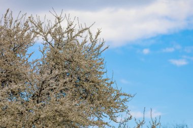 Baharda çiçek açan meyve ağaçları. Dallardaki çiçekler. Metin veya harf için bulanık arkaplan ve kopyalama alanı ile seçmeli odak.