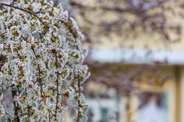 Baharda çiçek açan meyve ağaçları. Dallardaki çiçekler. Metin veya harf için bulanık arkaplan ve kopyalama alanı ile seçmeli odak.