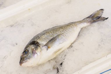 Market buzdolabında kafası olan balık, seçici bir odak noktası. Metin için kopyalama alanı olan arkaplan