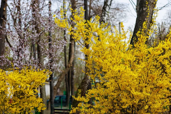 Żółty Kwitnący Krzew Forsythia Wiosną Wybiórcze Skupienie Tło Miejscem Kopiowania — Zdjęcie stockowe