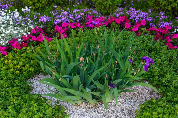 Flower Bed Flower Garden Urban Environment Background Selective Focus Copy — Stock Photo, Image