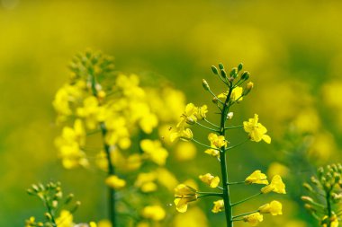 Gözyaşı tohumu seçici odak noktası. Metin veya yazı için kopyalama alanı olan arkaplan
