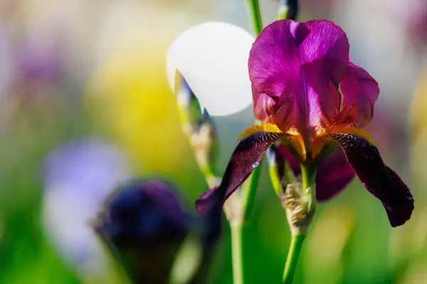 Irisblüten Mit Selektivem Fokus Auf Einem Unscharfen Hintergrund Eines Blumenbeetes — Stockfoto