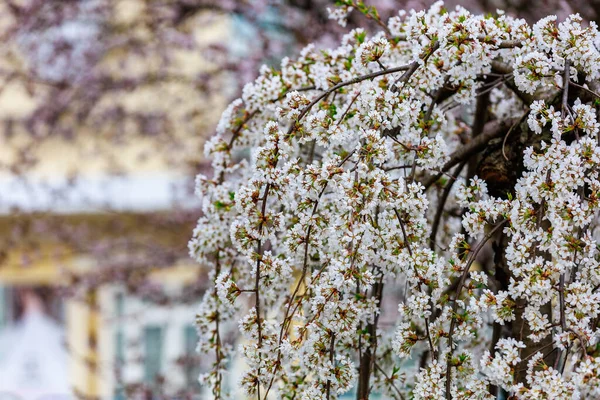 Весной Цветут Фруктовые Деревья Цветы Ветвях Выборочный Фокус Размытым Фоном — стоковое фото