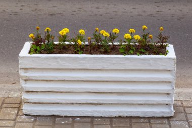 Şehir ortamında dekoratif çiçekçilik yatakları. Seçici odaklı arkaplan ve metin için alanı kopyala