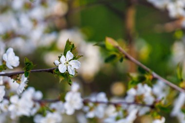 Bahar zamanı çiçek açan meyve ağaçları. Metin veya yazı için kopyalama alanı olan arkaplan
