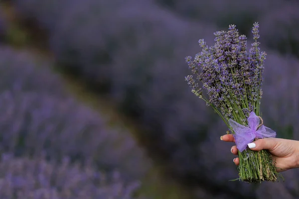 Bouquet Lavender Flowers Female Hand Selective Focus Blurred Background Copy — Zdjęcie stockowe