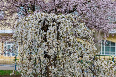 Baharda çiçek açan meyve ağaçları. Dallardaki çiçekler. Metin veya harf için bulanık arkaplan ve kopyalama alanı ile seçmeli odak.