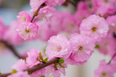 Çiçekler çiçek açan bir sakura ağacının dalında seçici bir odak noktası olan bulanık bir arka plan. Metin için odaklanmış arkaplan kopyalama alanı