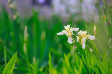 Çiçek tarlasının bulanık arkaplanı üzerine seçici bir odak noktası olan Iris çiçekleri. Uzayı metin için kopyala. Kentsel çevre ve bahçe arazisinin peyzajı ve dekorasyonu