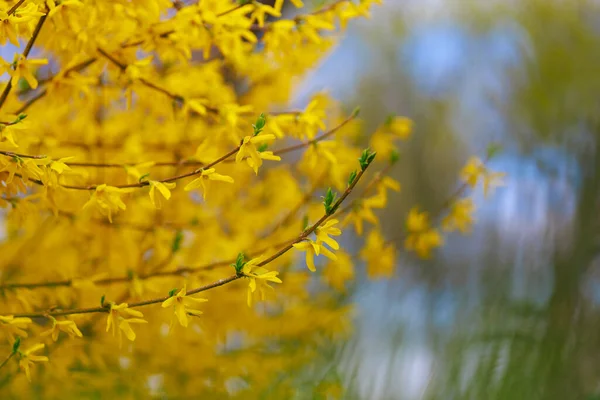 Fioritura Gialla Forsythia Cespuglio Primavera Concentrazione Selettiva Sfondo Con Spazio — Foto Stock