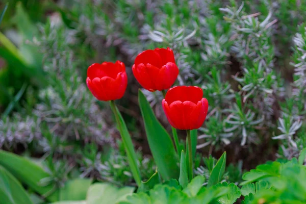 Flowerbed Tulip Urban Environment Background Selective Focus Copy Space Text — Stock Photo, Image