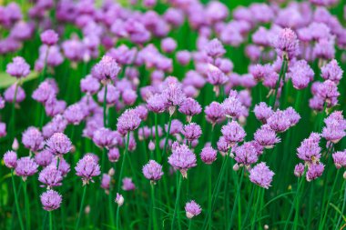 Şehir ortamında çok güzel çiçekleri olan bir çiçek tarhı. Seçici odaklı arkaplan ve metin için alanı kopyala