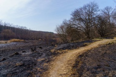 Yanmış sazlıklar. Yangının sonuçları. Kuraklık sırasında doğal yangınlar. Metin için kopyalama alanı olan arkaplan