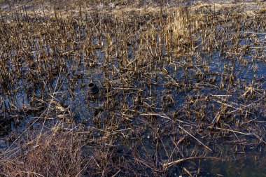 Yanmış sazlıklar. Yangının sonuçları. Kuraklık sırasında doğal yangınlar. Metin için kopyalama alanı olan arkaplan