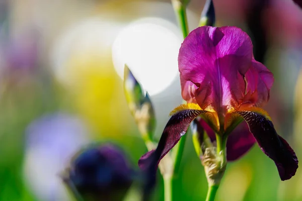 Fiori Iris Con Attenzione Selettiva Uno Sfondo Sfocato Aiuola Copia — Foto Stock