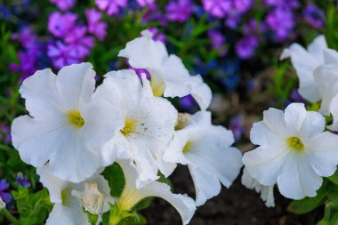 Şehir ortamında çok güzel çiçekleri olan bir çiçek tarhı. Seçici odaklı arkaplan ve metin için alanı kopyala
