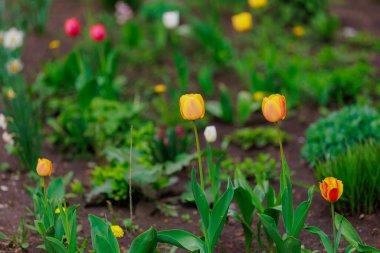 Şehir ortamında bir laleyle çiçeklenmiş. Seçici odaklı arkaplan ve metin için alanı kopyala