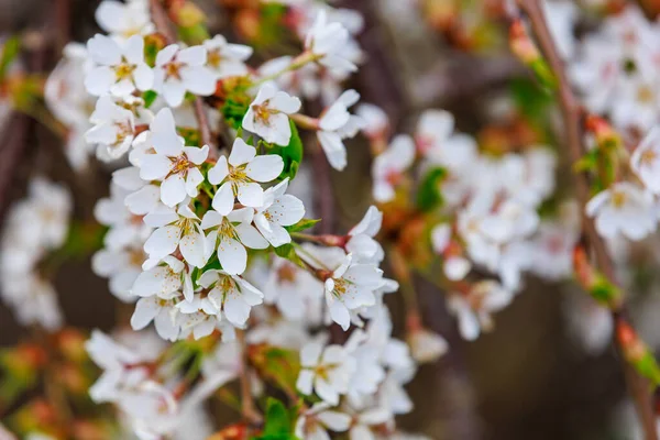 Kvetoucí Ovocné Stromy Jaře Květiny Větvích Selektivní Zaměření Rozmazaným Pozadím — Stock fotografie