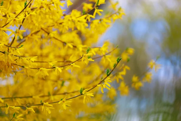 Fioritura Gialla Forsythia Cespuglio Primavera Concentrazione Selettiva Sfondo Con Spazio — Foto Stock