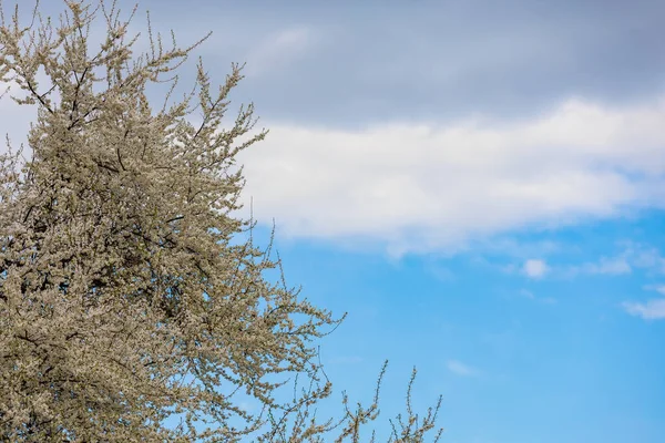 Baharda Çiçek Açan Meyve Ağaçları Dallardaki Çiçekler Metin Veya Harf — Stok fotoğraf