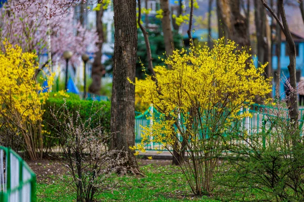 Желтый Цветущий Куст Форсайта Весной Выборочный Фокус Фон Местом Копирования — стоковое фото