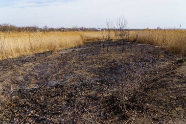 Yanmış sazlıklar. Yangının sonuçları. Kuraklık sırasında doğal yangınlar. Metin için kopyalama alanı olan arkaplan