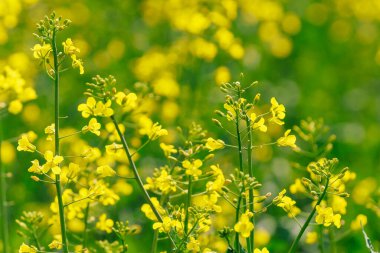 Gözyaşı tohumu seçici odak noktası. Metin veya yazı için kopyalama alanı olan arkaplan