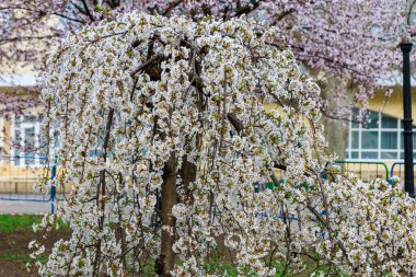 Baharda çiçek açan meyve ağaçları. Dallardaki çiçekler. Metin veya harf için bulanık arkaplan ve kopyalama alanı ile seçmeli odak.