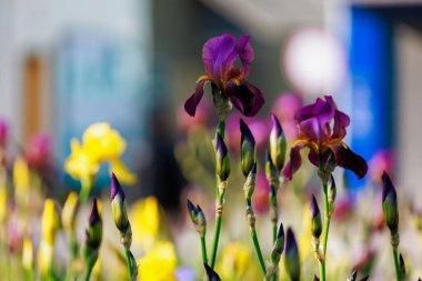 Çiçek tarlasının bulanık arkaplanı üzerine seçici bir odak noktası olan Iris çiçekleri. Uzayı metin için kopyala. Kentsel çevre ve bahçe arazisinin peyzajı ve dekorasyonu