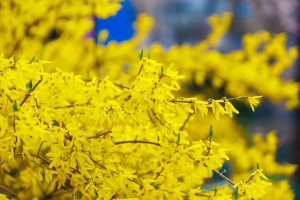 Fioritura Gialla Forsythia Cespuglio Primavera Concentrazione Selettiva Sfondo Con Spazio — Foto Stock