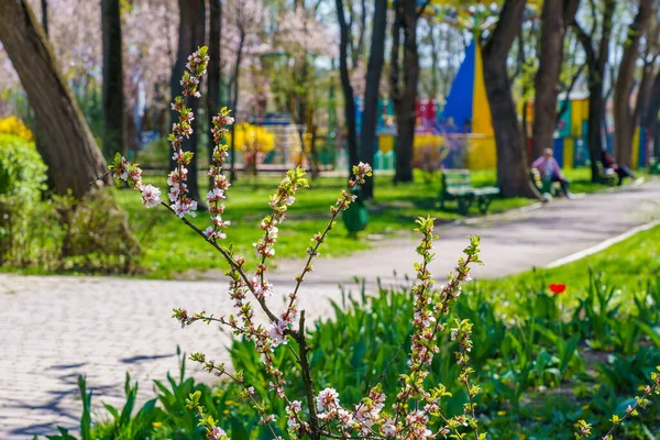 Árboles Frutales Florecientes Primavera Fondo Con Espacio Copia Para Texto — Foto de Stock