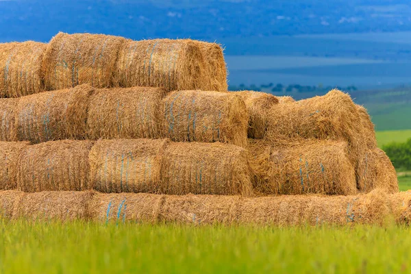 Round sheaves of hay in rolls. Background with copy space for text