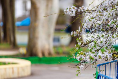 Baharda çiçek açan meyve ağaçları. Dallardaki çiçekler. Metin veya harf için bulanık arkaplan ve kopyalama alanı ile seçmeli odak.