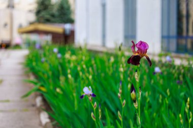 Çiçek tarlasının bulanık arkaplanı üzerine seçici bir odak noktası olan Iris çiçekleri. Uzayı metin için kopyala. Kentsel çevre ve bahçe arazisinin peyzajı ve dekorasyonu